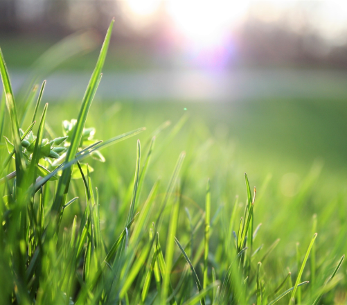 PAPARA TERRAIN COMMERCIAL A LOUER